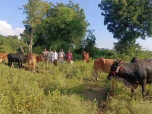 नांदेड ग्रामीण पोलिसांची मोठी कारवाई, 36 लाखांहून अधिक किमतीची जनावरे व वाहने जप्त :
