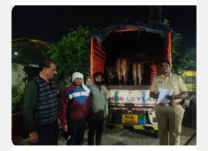 टेम्पोमधून 3 जनावरे जप्त, 765,000 किमतीची मालमत्ता जप्त: