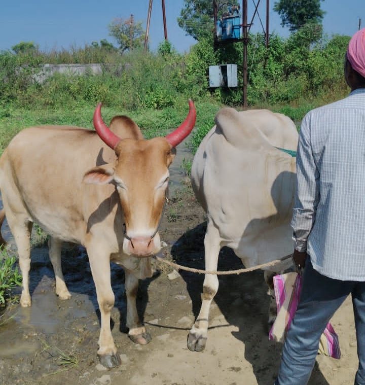नांदेड पोलिसांची प्रभावी कारवाई, 10 लाखांहून अधिक किमतीची अवैध गोठे जप्त :