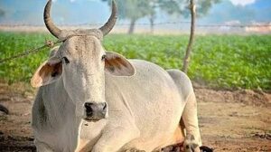 हिमाचल प्रदेशात वेड्या कुत्र्याने गायीला चावा घेतला, 17 दूध पिणारे आजारी, रुग्णालयात दाखल