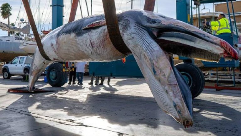 जगातील महाकाय व्हेल अचानक समुद्रकिनारी… रहस्यमय मृत्यू; कारण काय?