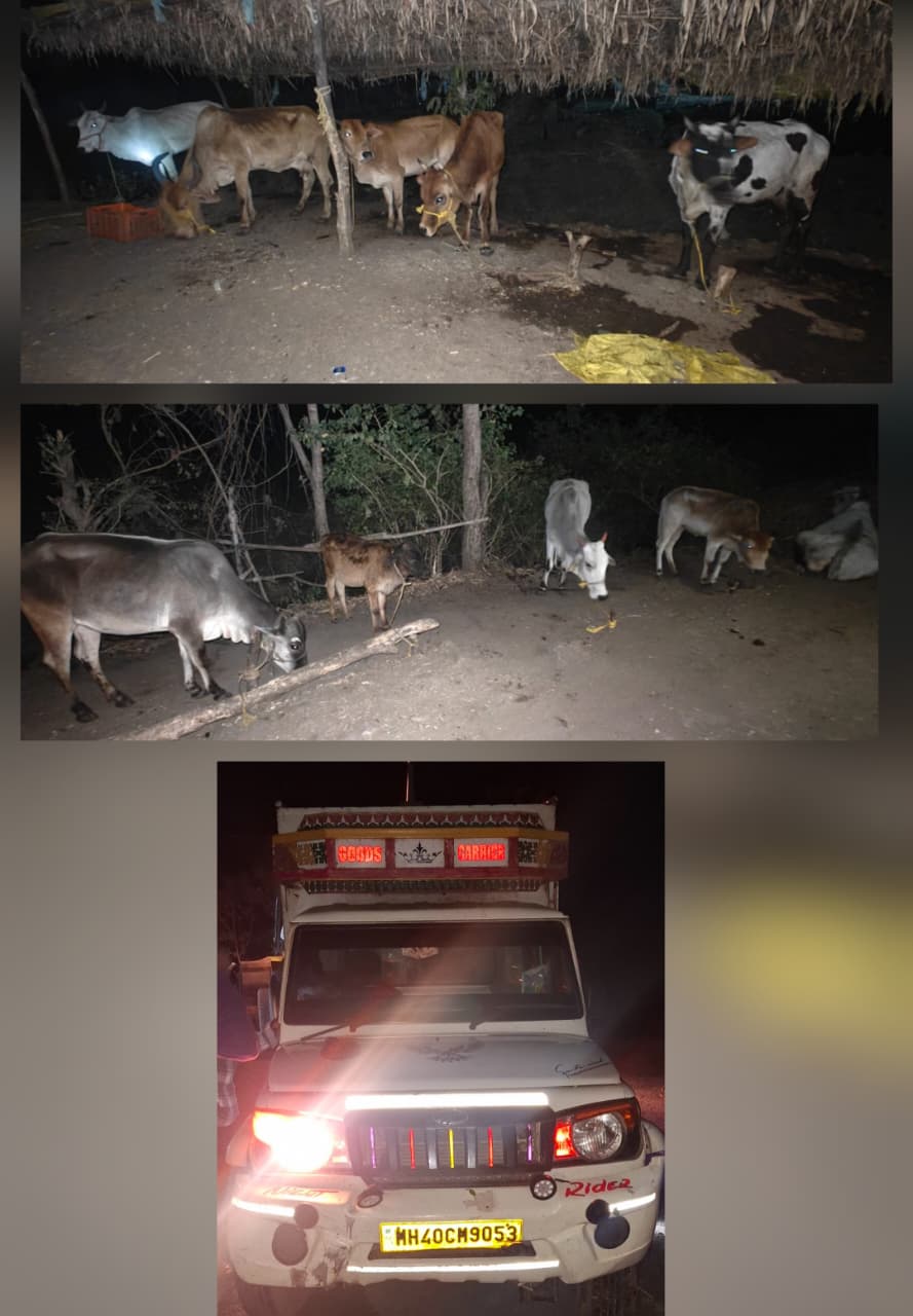 भोकर पोलिसांची मोठी कारवाई, अवैध गोवंश जनावरांची तस्करी, 5 लाख 16 हजारांची मालमत्ता जप्त.
